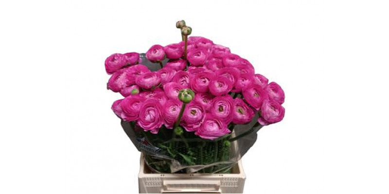 Ranunculus Kl - Rose (colorado) Xl 40cm  Col-Dark Pink