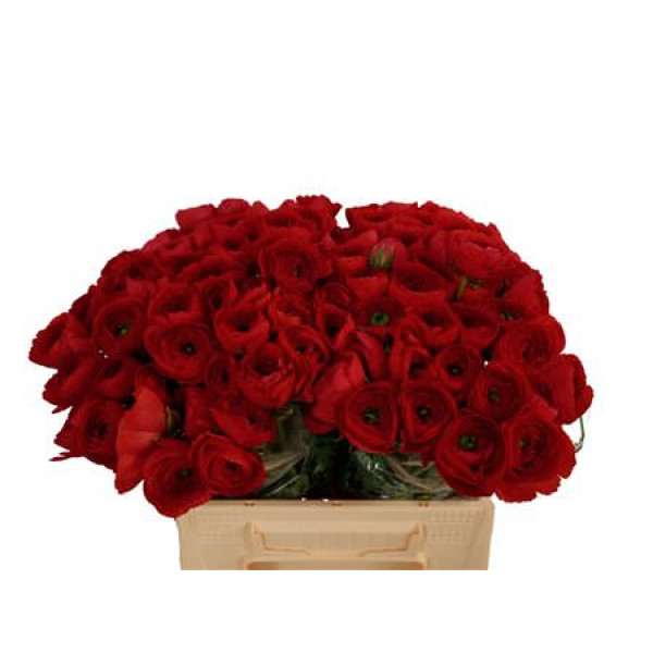 Ranunculus Kl Red 311 40cm  Col-Red