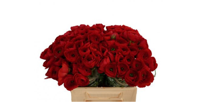 Ranunculus Kl Red 311 40cm  Col-Red