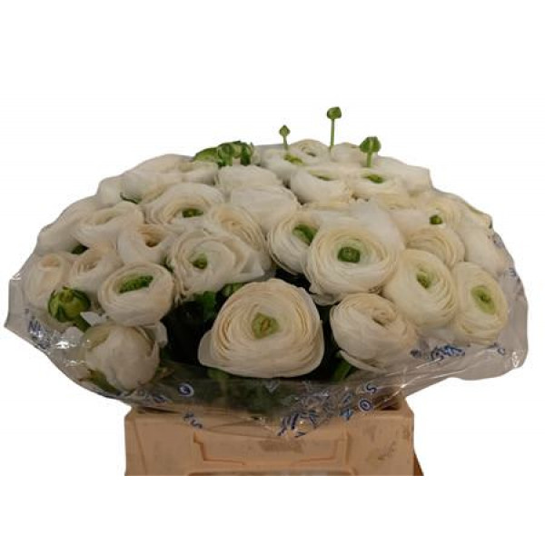 Ranunculus Kl Wit Niveus Super Xxl 45cm  Col-White Pink