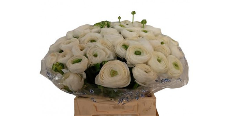 Ranunculus Kl Wit Niveus Super Xxl 45cm  Col-White Pink