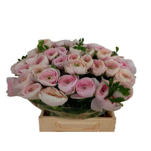 Ranunculus Kl Hanoi Xl 45 A1White Pink