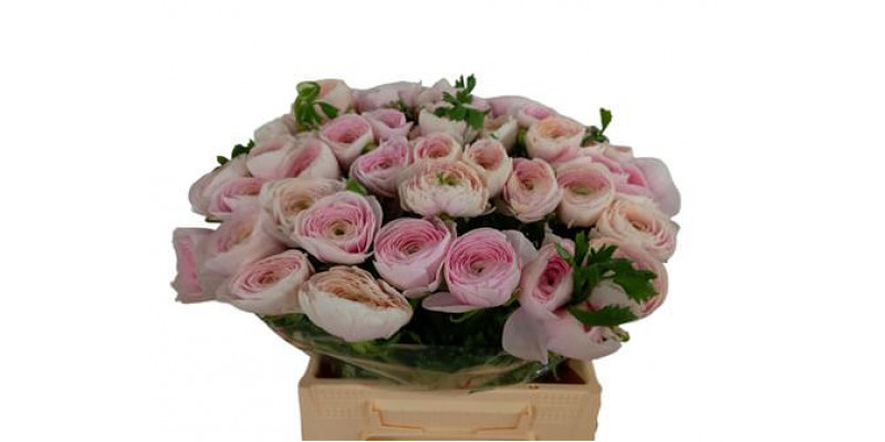 Ranunculus Kl Hanoi Xl 45 A1White Pink