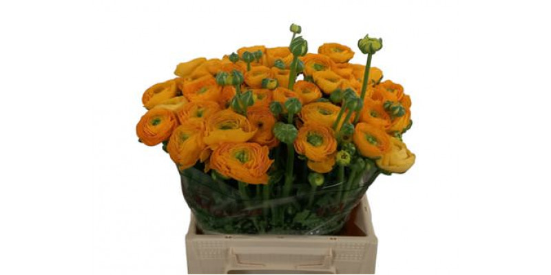 Ranunculus Kl - Yellow Omega X L 40 A1Yellow