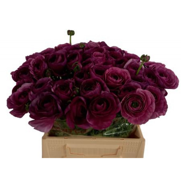 Ranunculus Kl - Violette Renoir 40 A1Violet