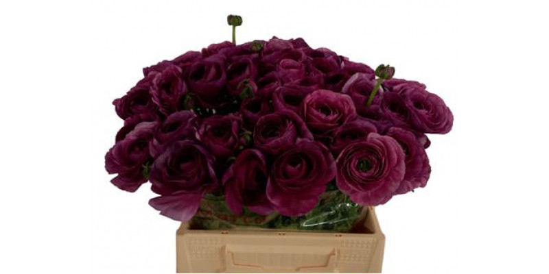 Ranunculus Kl - Violette Renoir 40 A1Violet