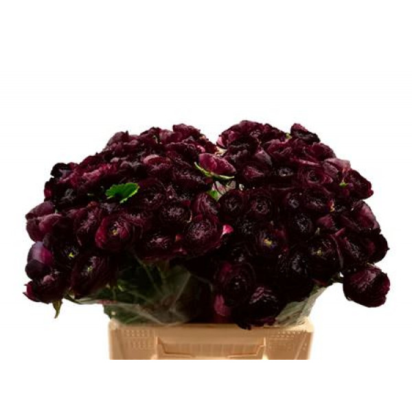 Ranunculus Kl Violette Nerone Xl 40 A1Black