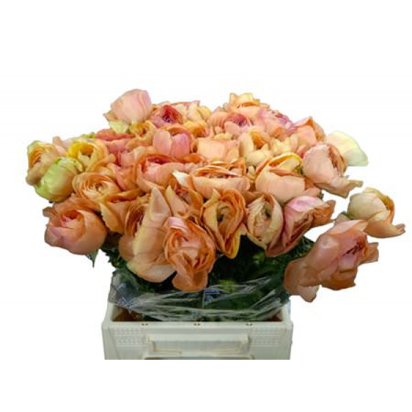 Ranunculus Kl Zalm Grand Pastel 40cm 