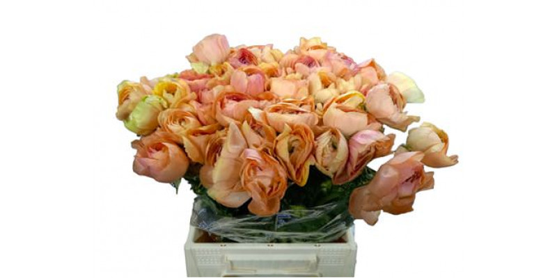 Ranunculus Kl Zalm Grand Pastel Xxl 40 A1Peach