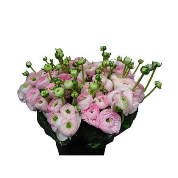 Ranunculus Kl Pic Rose Felicidade Xl 40cm  Col-Pink