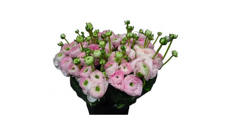 Ranunculus Kl Pic Rose Felicidade Xl 40cm  Col-Pink