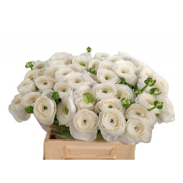 Ranunculus Kl Wit Firenze Xl 45 A1White