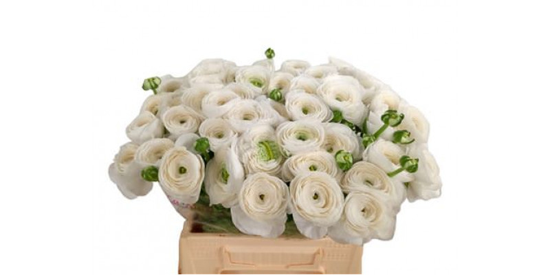 Ranunculus Kl Wit Firenze Xl 45 A1White