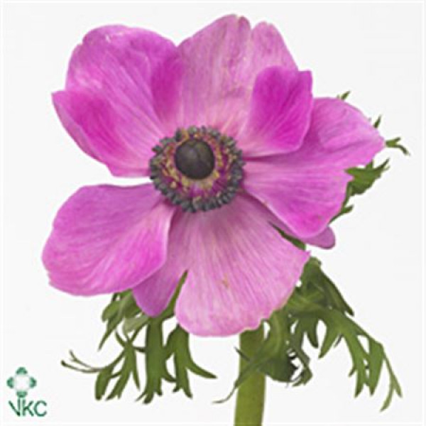 Anemones Mistral Sr Cerise Super 40 A1Cerise