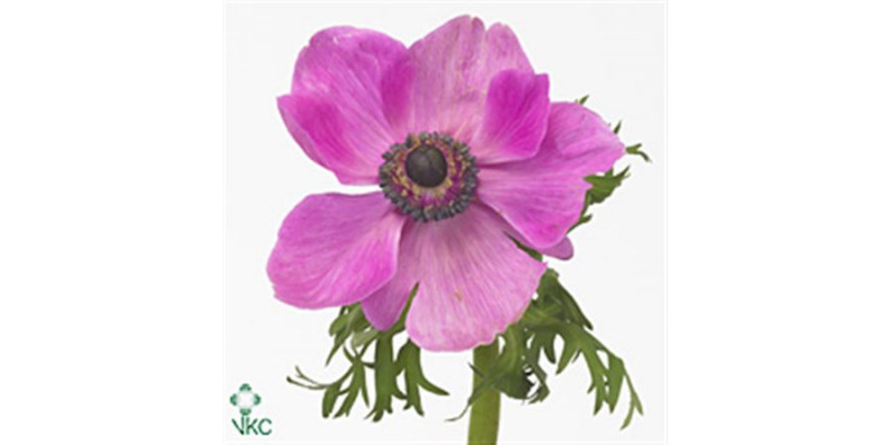 Anemones Mistral Cerise Super 45 A1Cerise