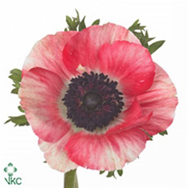 Anemones Mistral Red Super 45 A1Red