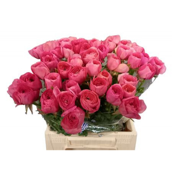 Ranunculus Kl - Fragoline New 40 A1Red