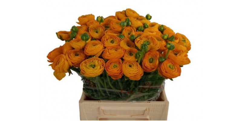 Ranunculus Kl Omega Yellow Xl 40 A1Yellow