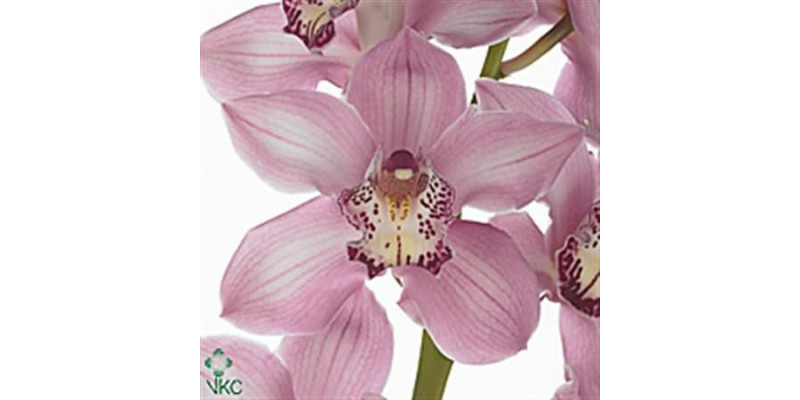 Orchid Cymb T Pink X9 60cm ex