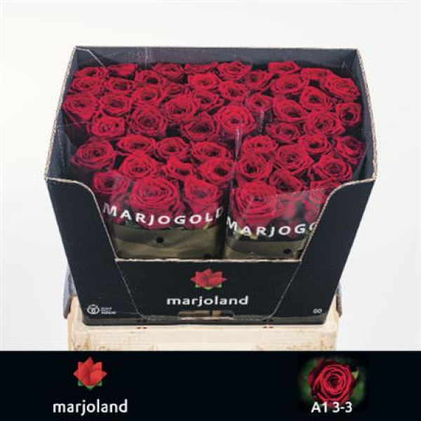 Rose Gr Red Naomi! Classic 80cm 80cm A1 (Valentine Pre Order)