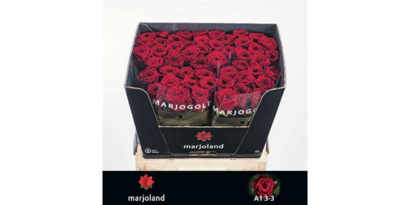 Rose Gr Red Naomi! Classic 80cm 80cm A1 (Valentine Pre Order)