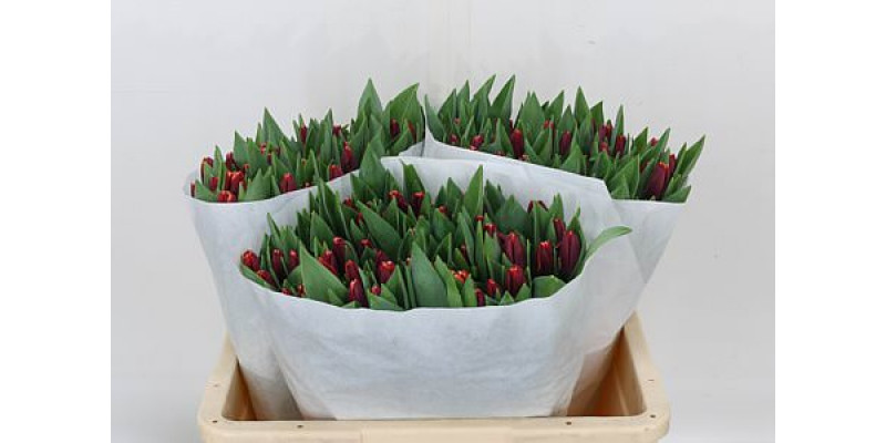 Tulips En Armani 37cm A1 Col-Bicolor