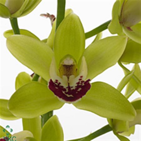 Orchid Cymb Mi Green X10 60cm A1