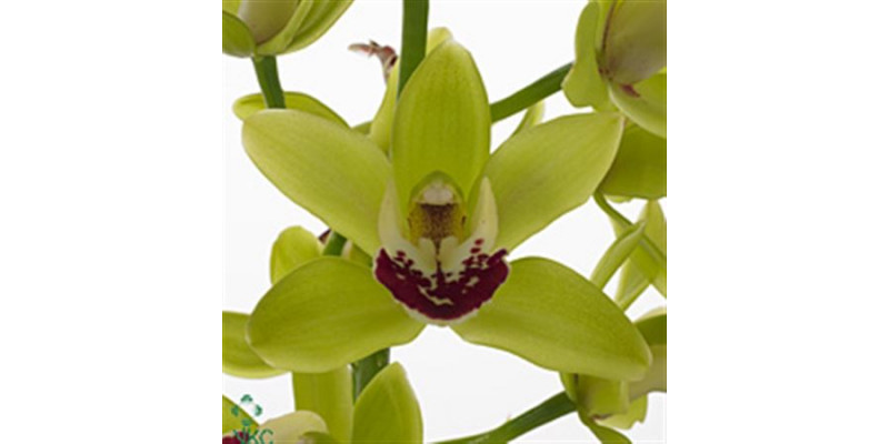 Orchid Cymb Mi Green X10 60cm A1