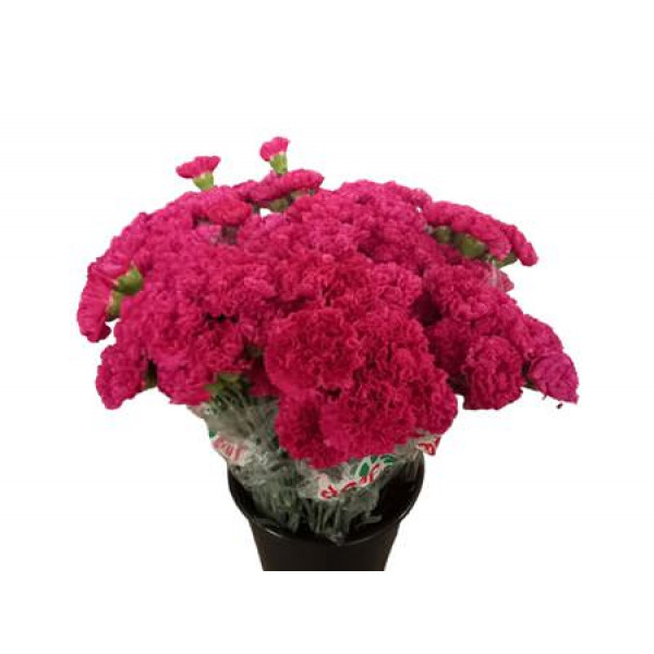 Dianthus St Bizet 70 A1Cerise