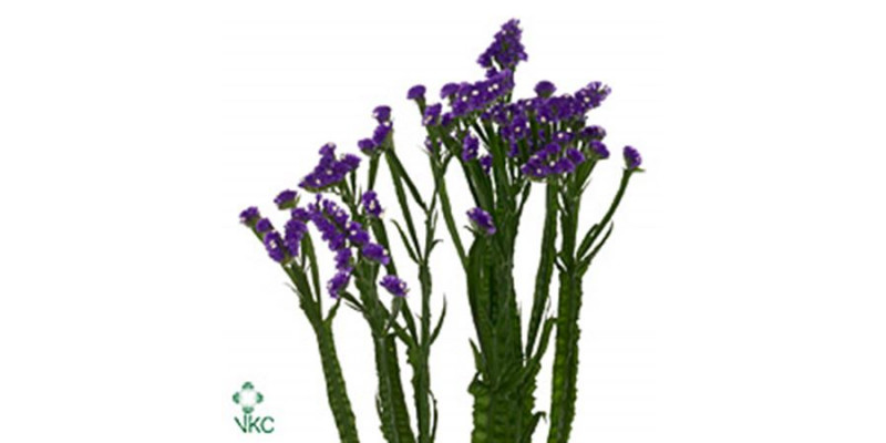 Limonium S River Wings 60 A1Burgundy