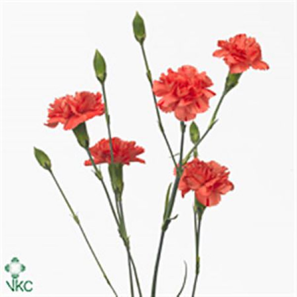 Dianthus Tr Romany 60cm  Col-Orange