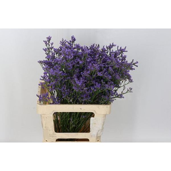 Limonium Michigan Blue 60cm A1