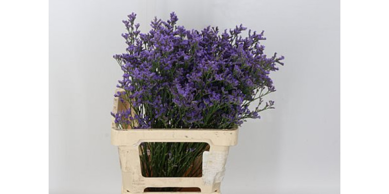 Limonium Michigan Blue 80cm A1