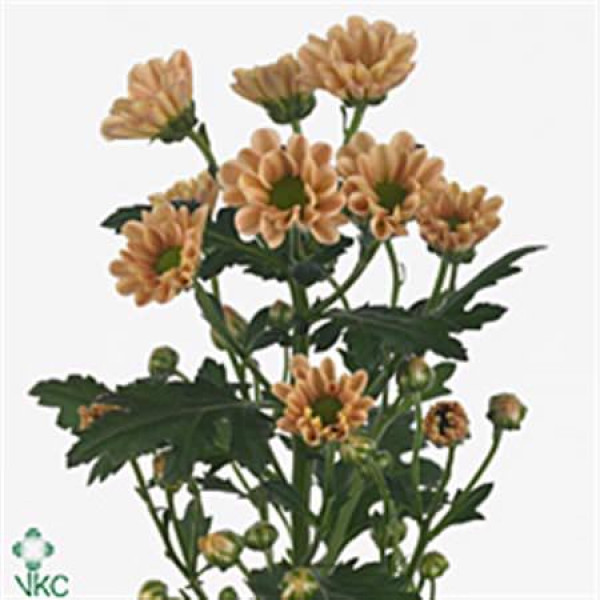 Chrysanthemums S Rossi Salmon 55cm A1 (Valentine Pre Order)