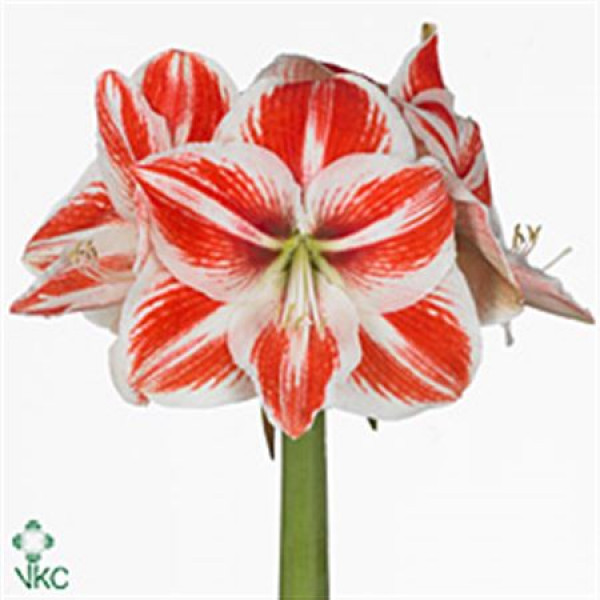 Amaryllis Superstar 10cm A1