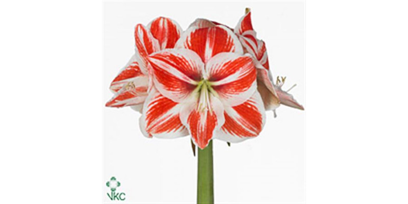 Amaryllis Superstar 10cm A1