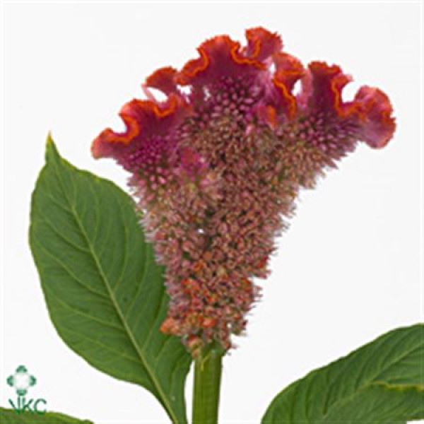 Celosia C Fantasy Orange 75cm A1