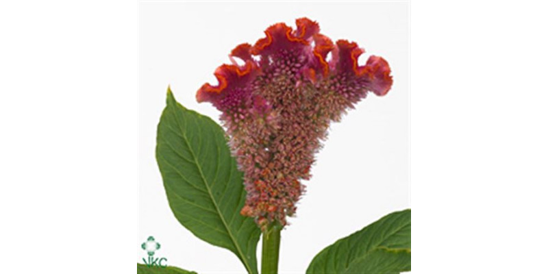 Celosia C Fantasy Orange 75cm A1