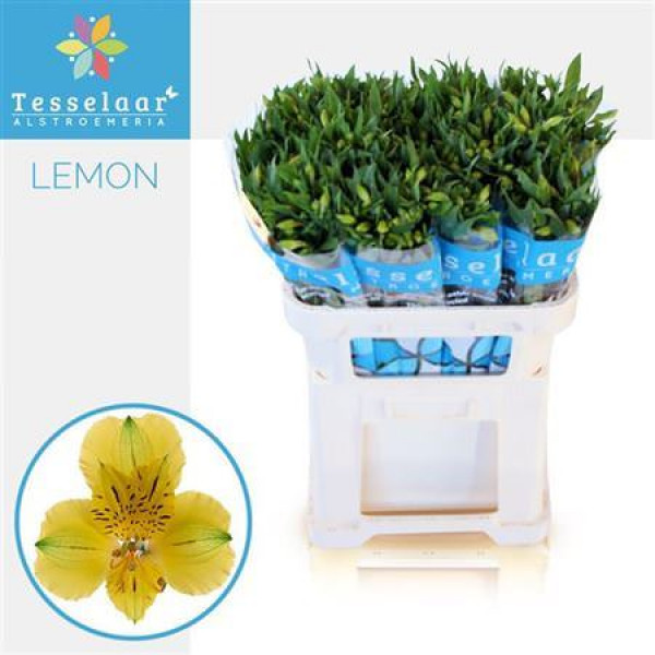 Alstromeria Lemon  