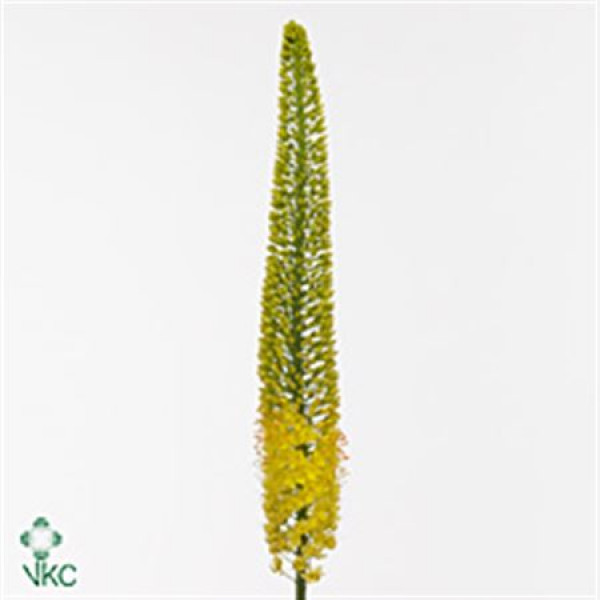 Eremurus Yellow Cleo 130cm  Col-White