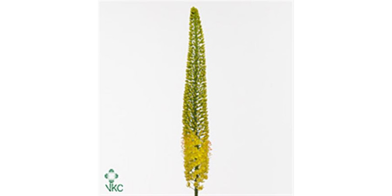 Eremurus Yellow Cleo 130cm  Col-White