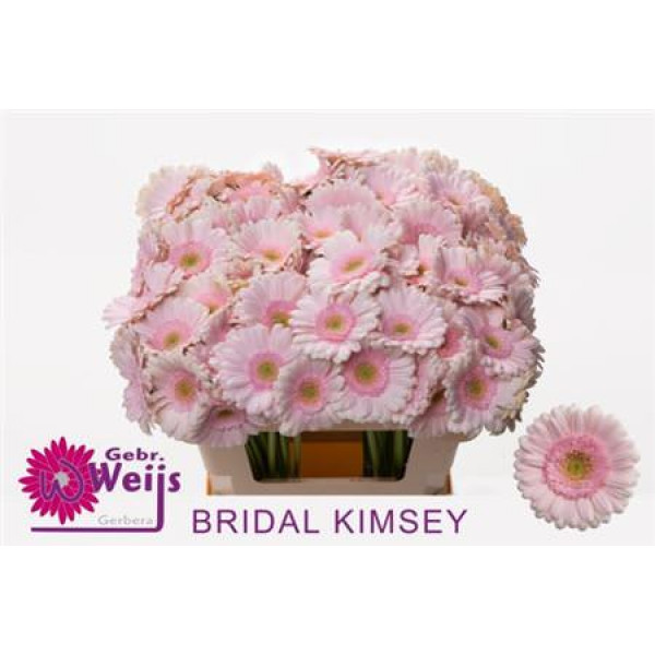 Germini Bridal Kimsey Diamond 47cm A1 (Valentine Pre Order)