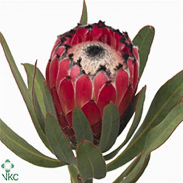 Protea Ma Red Beauty 40cm A1