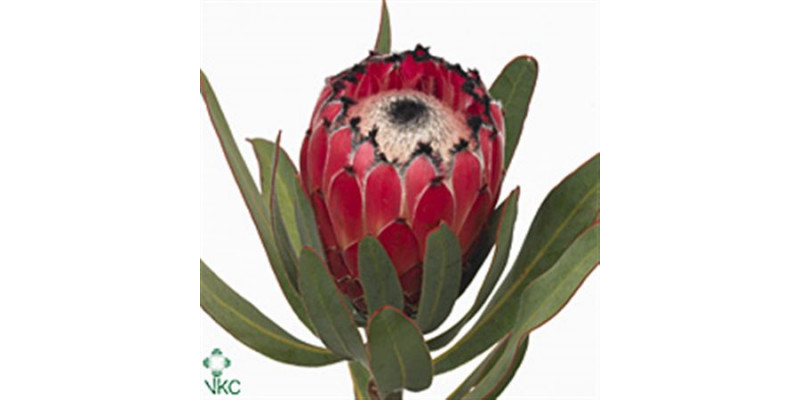 Protea Ma Red Beauty 40cm A1