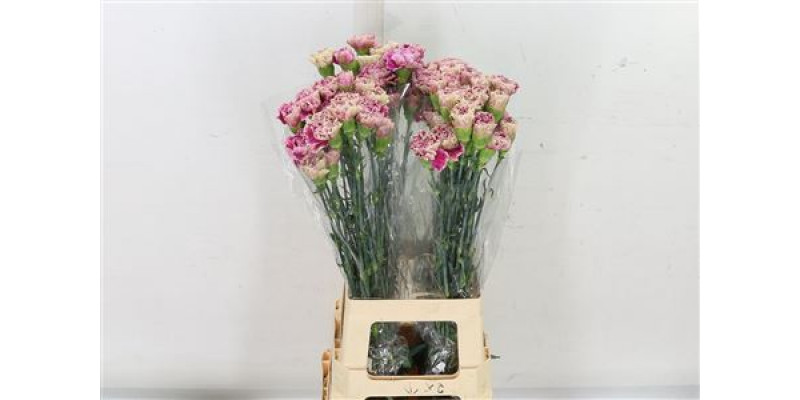 Dianthus St Antiqua 70cm A1 Col-Old Pink