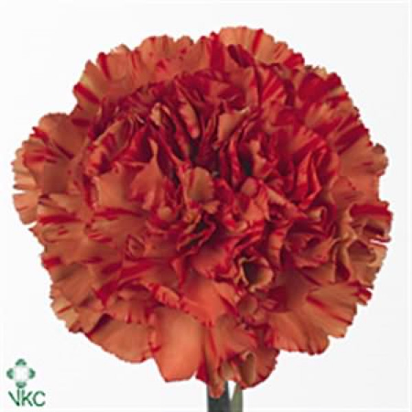 Dianthus St Orange Crazy Horse 70 A1Orange