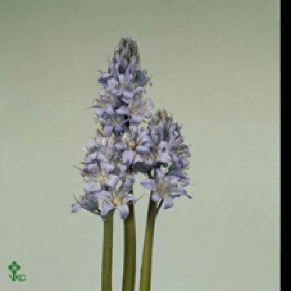 Scilla White 40cm  Col-Blue