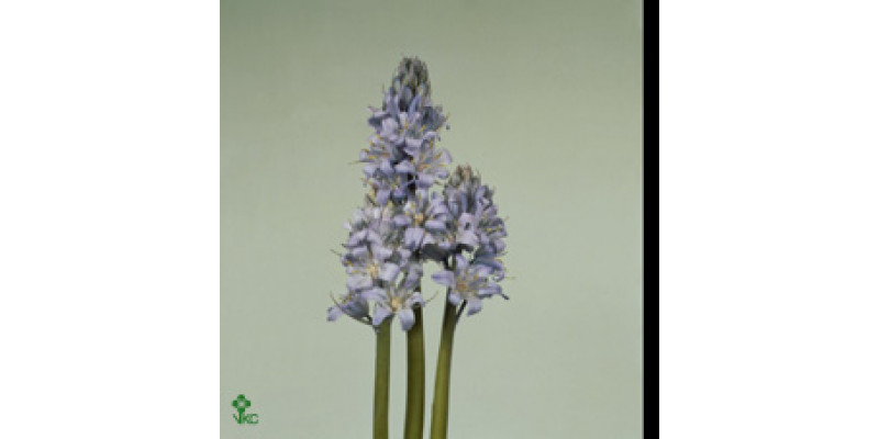 Scilla White 40cm  Col-Blue