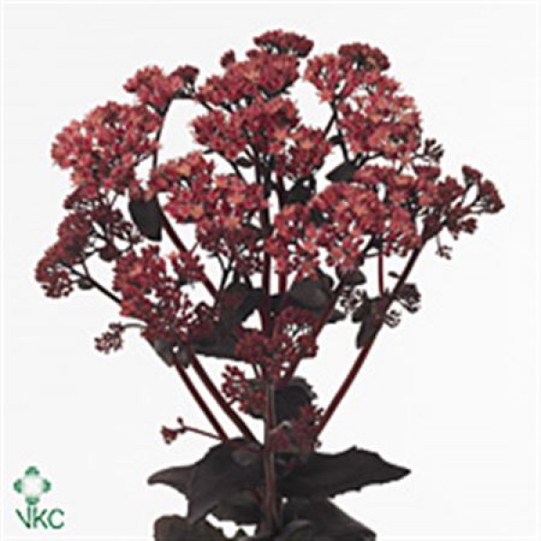 Sedum Purple Emperor 55cm A1