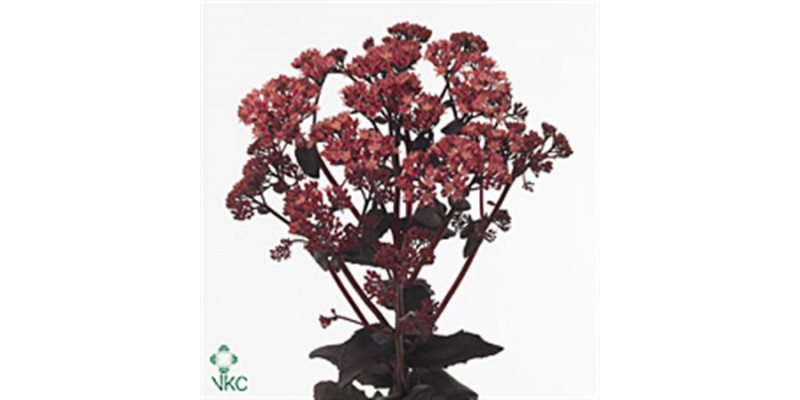 Sedum Purple Emperor 55cm A1